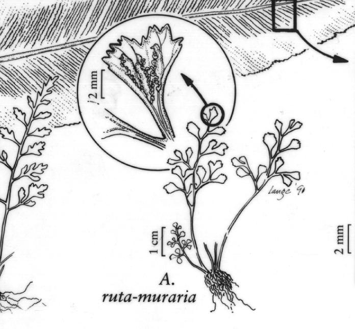 aspleniumrutamurariapfigureefloras