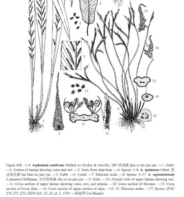 aspleniumseptentrionalepfigureefloras