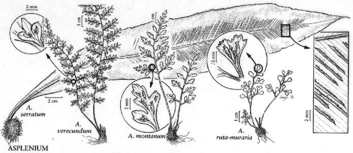 aspleniumserratumpfigureefloras