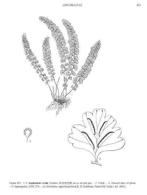aspleniumviridepfigureefloras