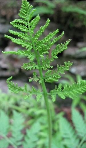 botrychiumvirginianumpfolefloras