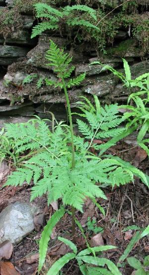 botrychiumvirginianumpforefloras