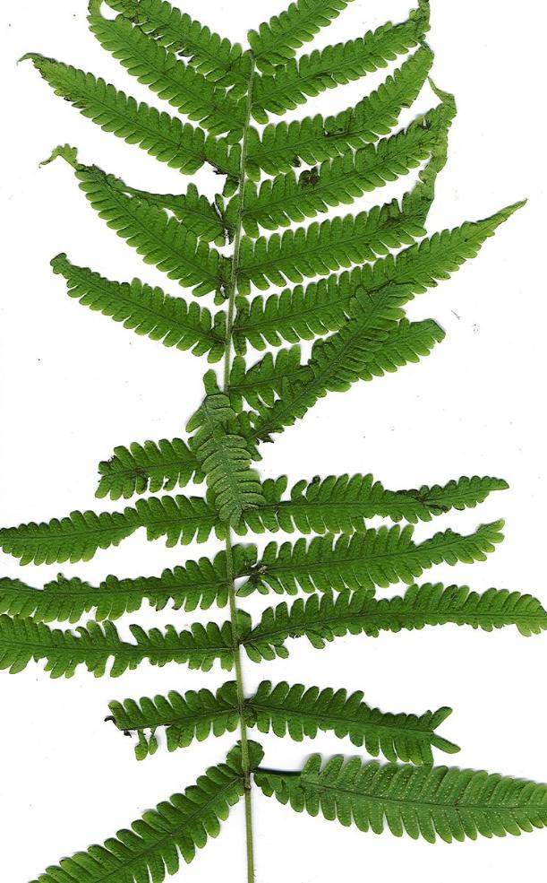 christellaparasiticapfolwikimediacommons