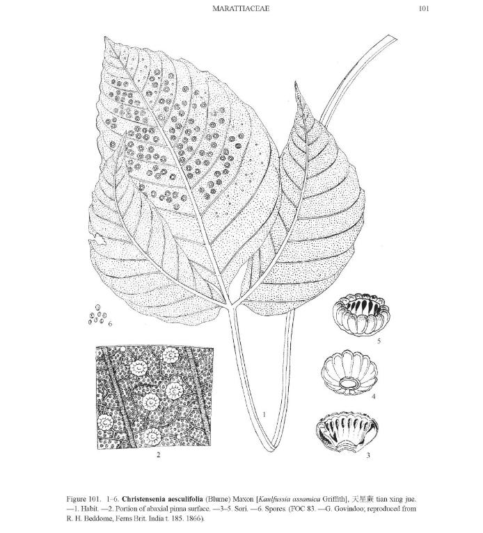 christenseniaaesculifoliapfigureefloras