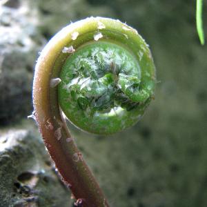 cyclosorusinterruptuspfoljuvenilewikimediacommons