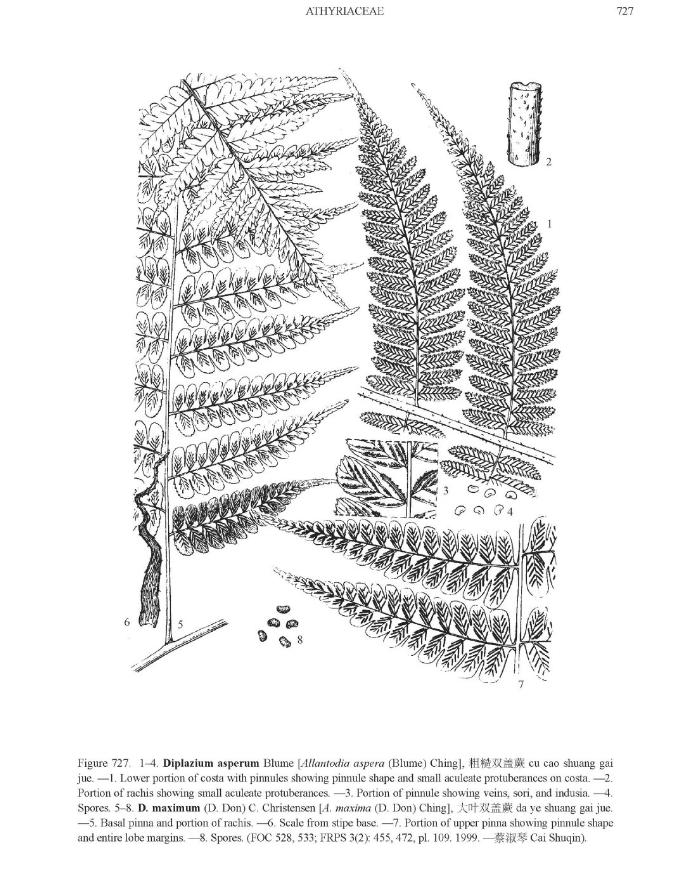 diplaziumasperulapfigureefloras
