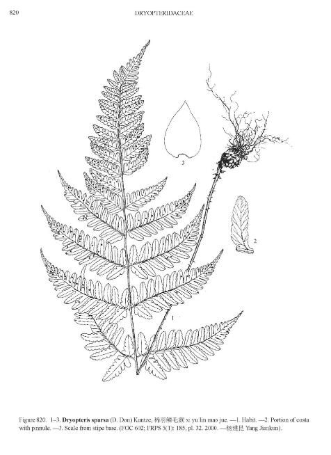 dryopterissparsapfigureefloras