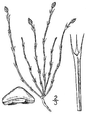 equisetumscirpoidespfigurewikimediacommons