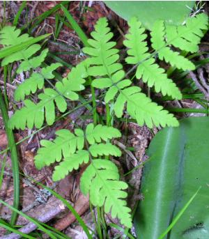 gymnocarpiumdryopterispforwikimediacommons