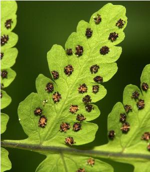 gymnocarpiumdryopterispfruwikimediacommons