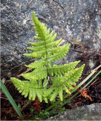 gymnocarpiumrobertianumpforwikimediacommons