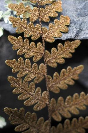 gymnopterismarantaepfor1efloras