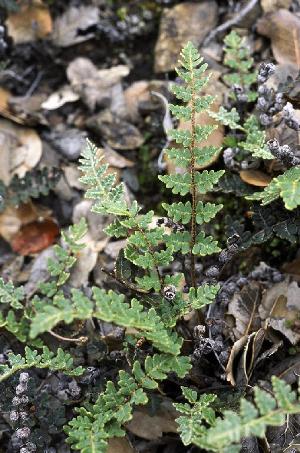 gymnopterismarantaepfor2efloras