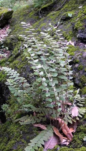 gymnopterisvestitiapforefloras