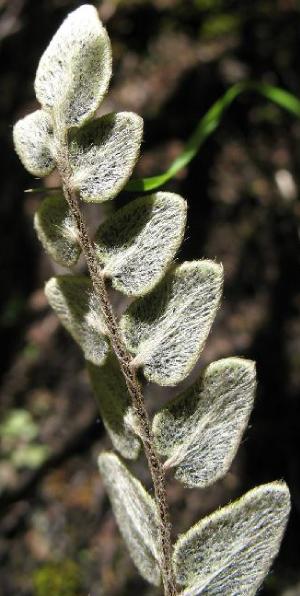 gymnopterisvestitiapfuefloras