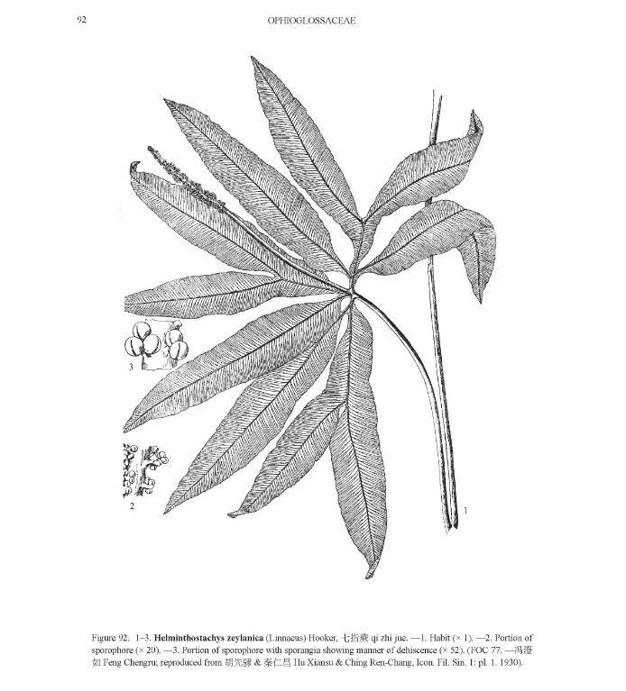 helminthostachyszeylanicapfigureefloras