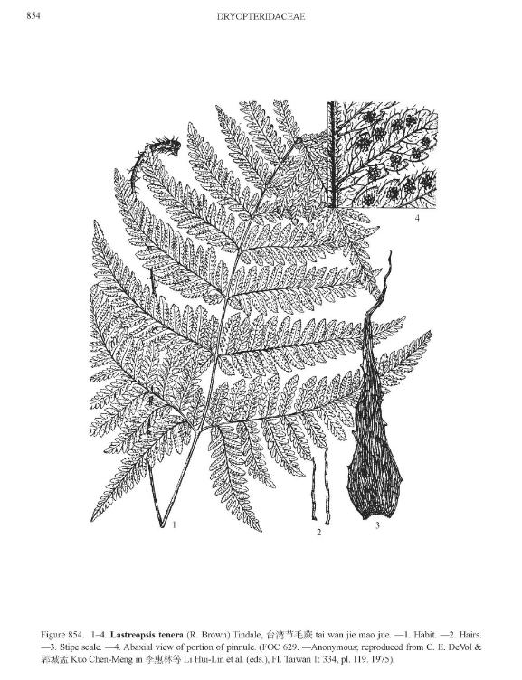 lastreopsistenerapfigureefloras