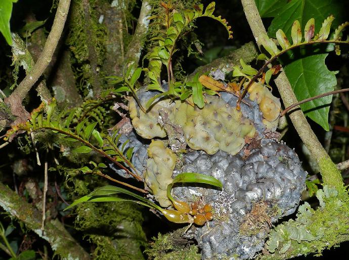 lecanopteriscarnosapforwikimediacommons