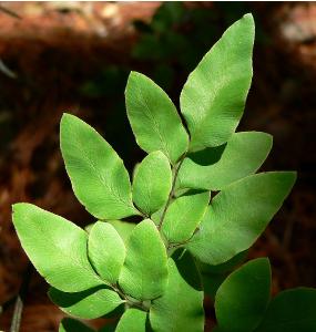 llaveacordifoliapfolwikimediacommons