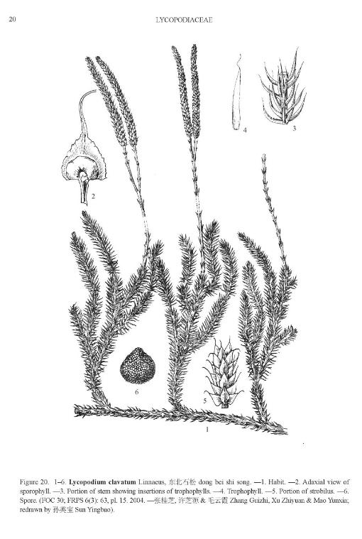 lycopodiumclavatumpfigureefloras