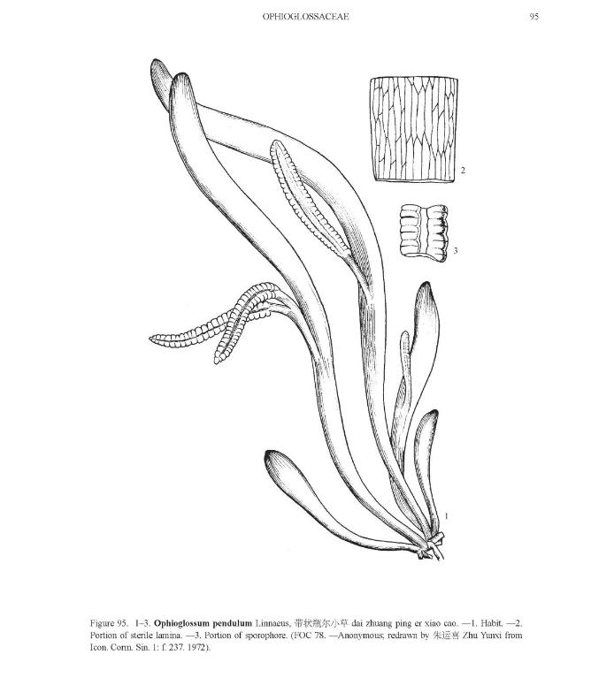 ophioglossumpendulumpfigureefloras