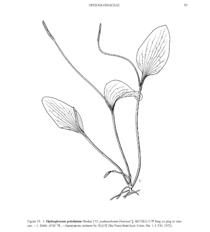 ophioglossumpetiolatumpfigureefloras