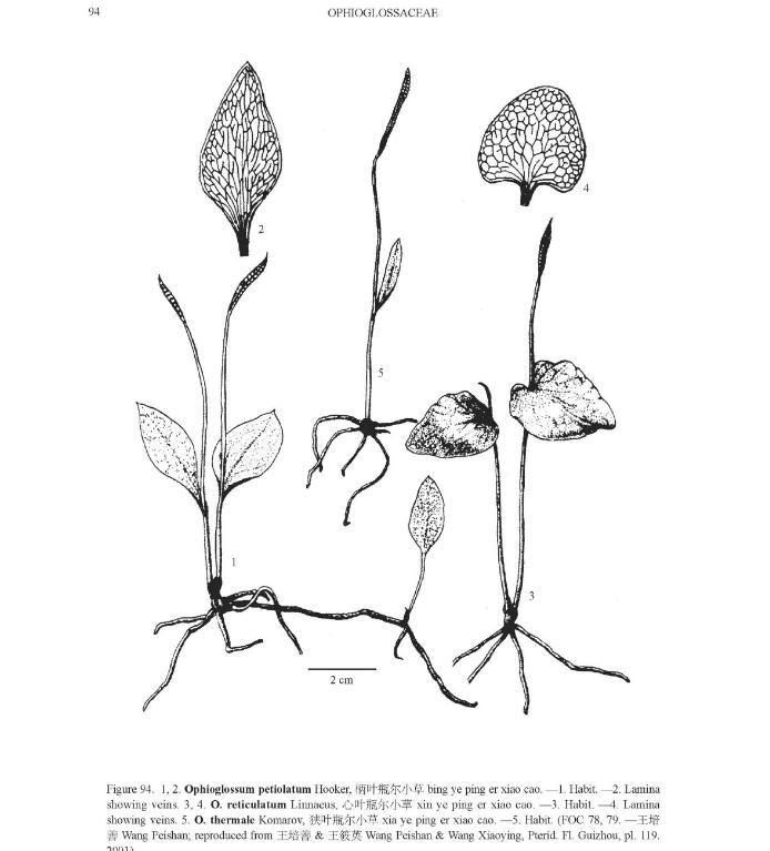 ophioglossumreticulatumpfigureefloras