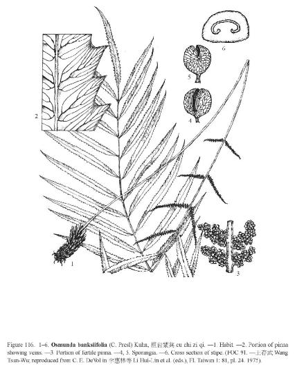 osmundabanksifoliapfigureefloras