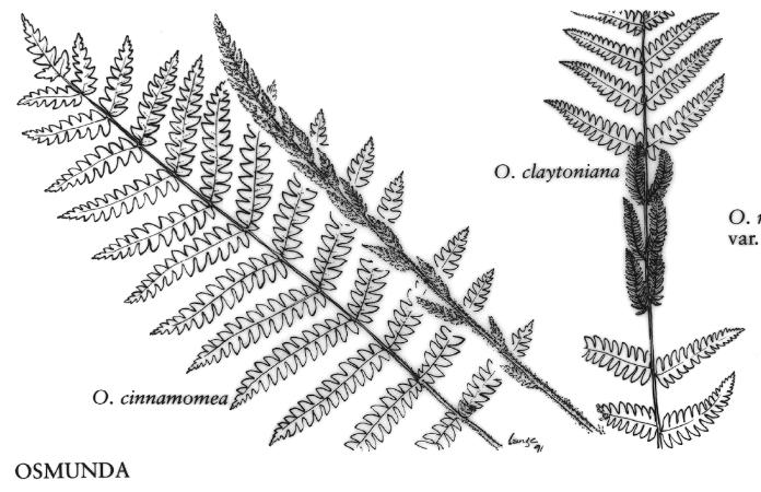 osmundacinnamoneapfigureefloras