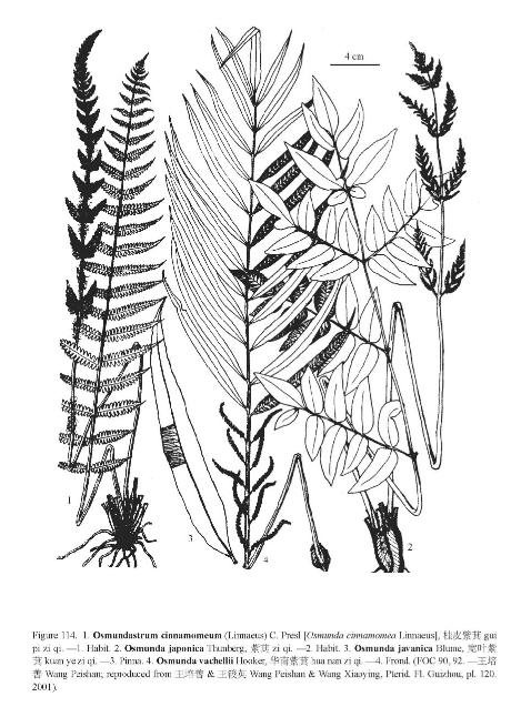 osmundajavanicapfigureefloras
