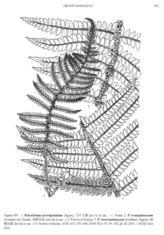 polystichumretrosopaleaceumpfigureefloras
