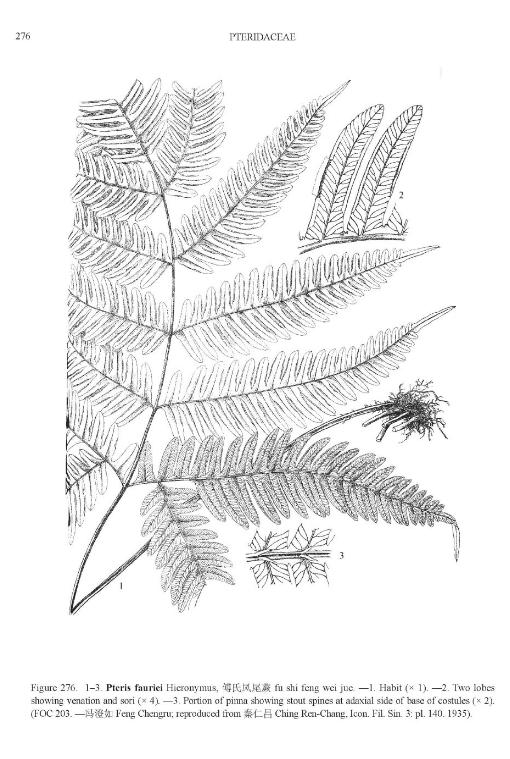 pterisfaurieipfigureefloras