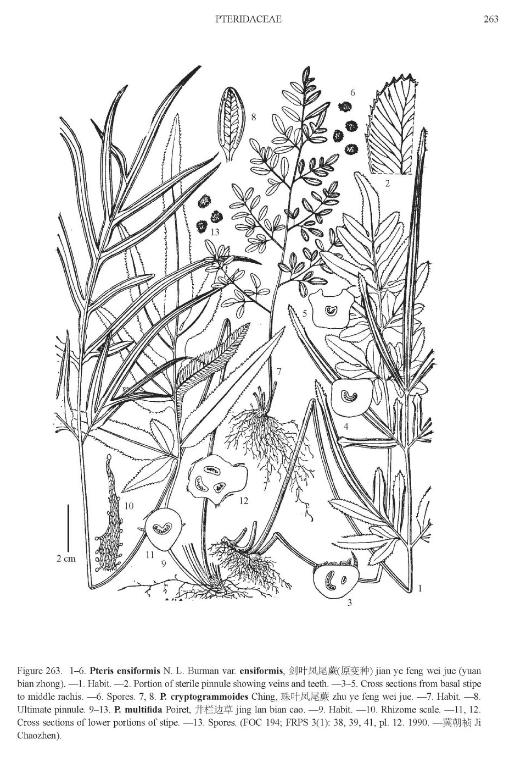 pterismultifidapfigureefloras