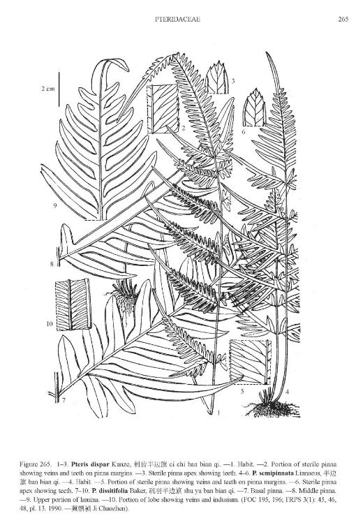 pterissemipinnatapfigureefloras