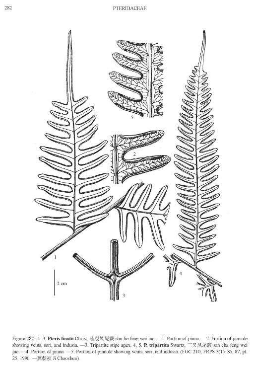 pteristripartitapfigureefloras