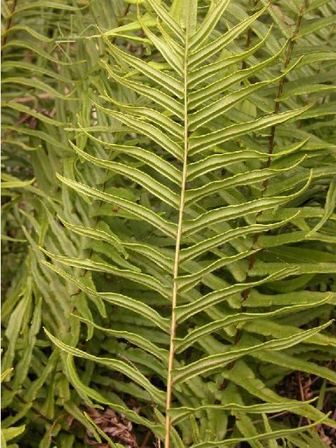 pterisvittatapfolefloras