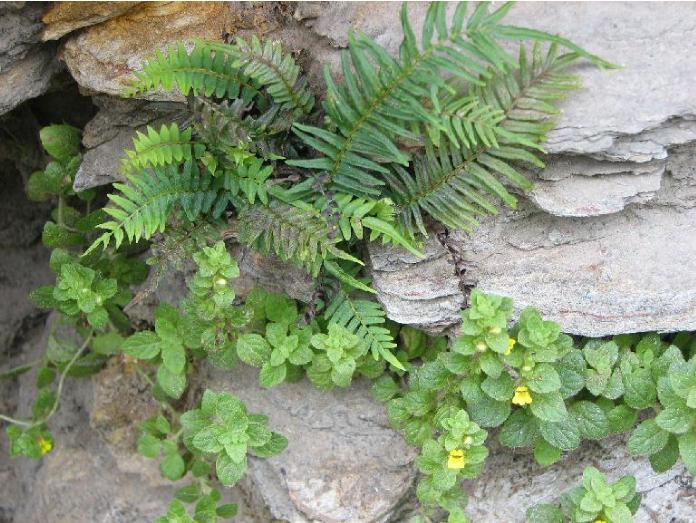pterisvittatapforefloras