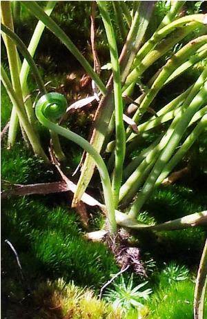 vittariaelongatapfor1wikimediacommons