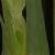 gladioluscfolslickchickncoe1a