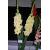 gladioluscforgoldenmelodyncoe1