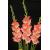 gladioluscforslickchickncoe1a