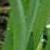 narcissuscfolpraecoxpseudonarcissusdeeproot1a1