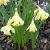 narcissuscforpraecoxpseudonarcissusdeeproot1a1