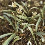 tulipaforturkestanica1