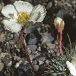 grass-seeding_picture