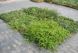 hlonicerahed4pileatamat1