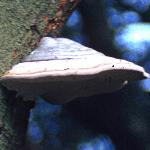 pfagusfungisylvatica