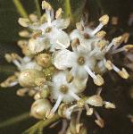 pilexflos2maleaquifolium