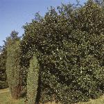 pilexforaquifolium