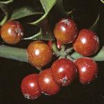 pilexfruaquifolium